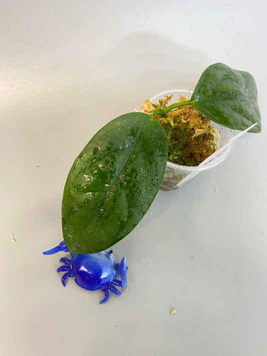 Hoya chewiorum - growth point forming