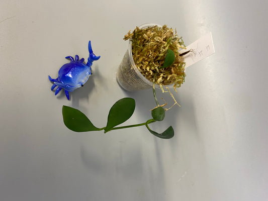 Hoya heuschkeliana yellow - free addon