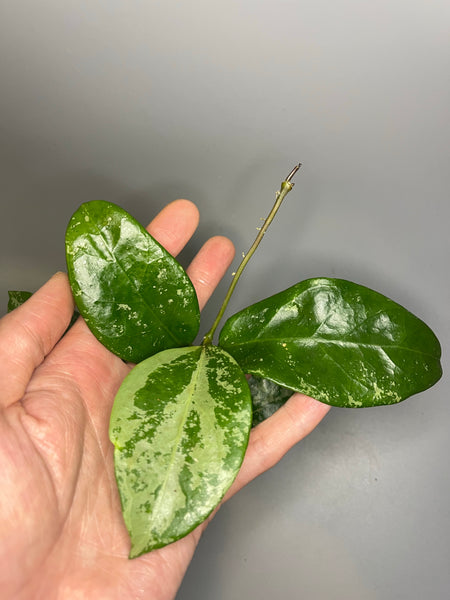 Hoya nervosa jokul - fresh cut - Unrooted