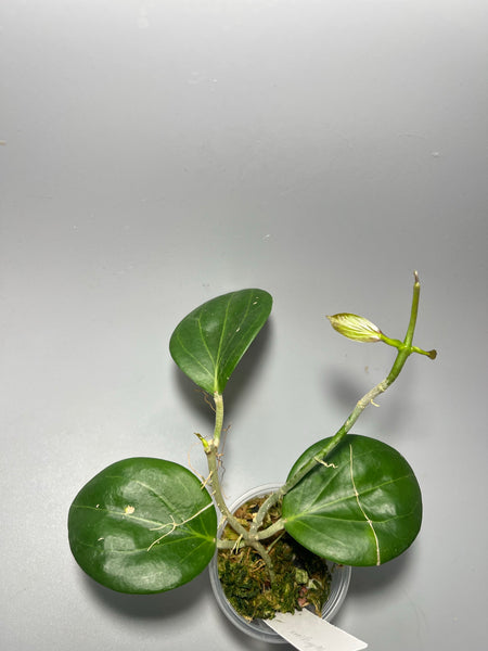 Reserved for Kary - Hoya Hellwigiana - has some roots