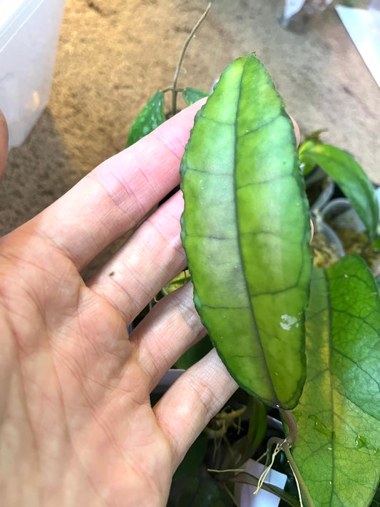 Hoya Nong nooch - Iml 1541 - fresh cutting - Unrooted