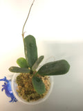 Hoya rotundiflora - active growth