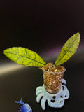 Hoya Nong nooch - Iml 1541 - Unrooted