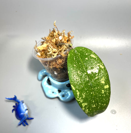 Hoya sp vietnam ah001 - unrooted