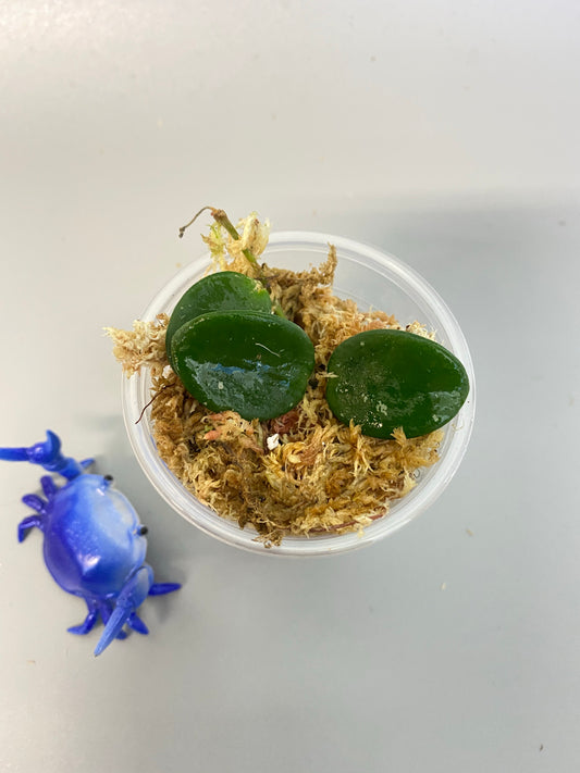 Hoya mathilde - just starting to root