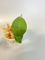 Hoya paulshirleyi - unrooted