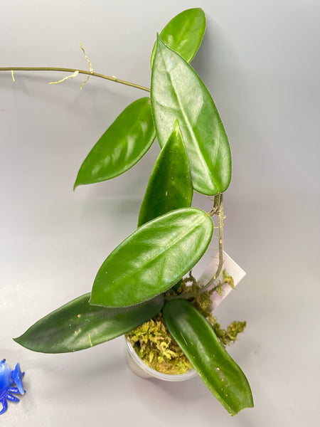 Hoya vangviengiensis - active growth