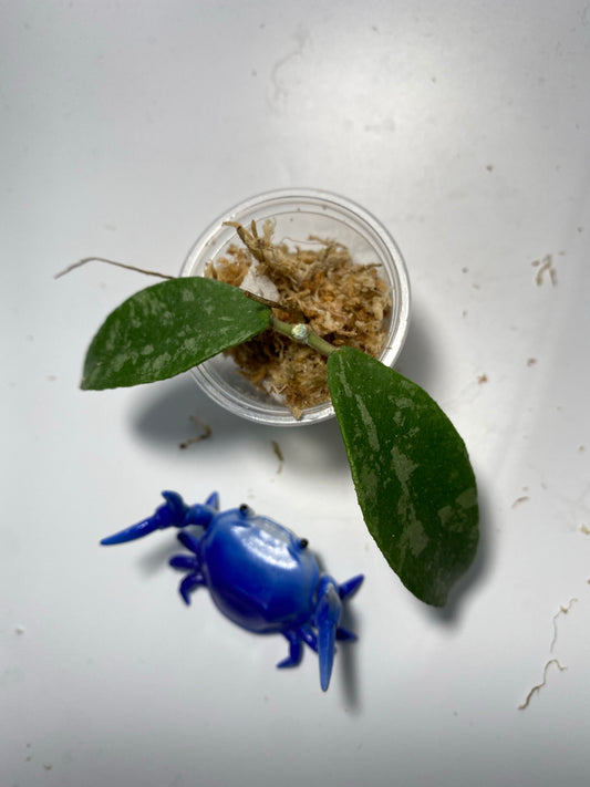 Hoya phuwuaensis - unrooted