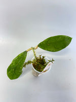 Hoya perak teddy bear / peninsularis - has some roots