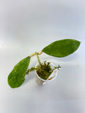 Hoya perak teddy bear / peninsularis - has some roots