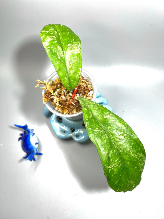 Hoya fakthong (sp chicken farm x unknown) - Unrooted