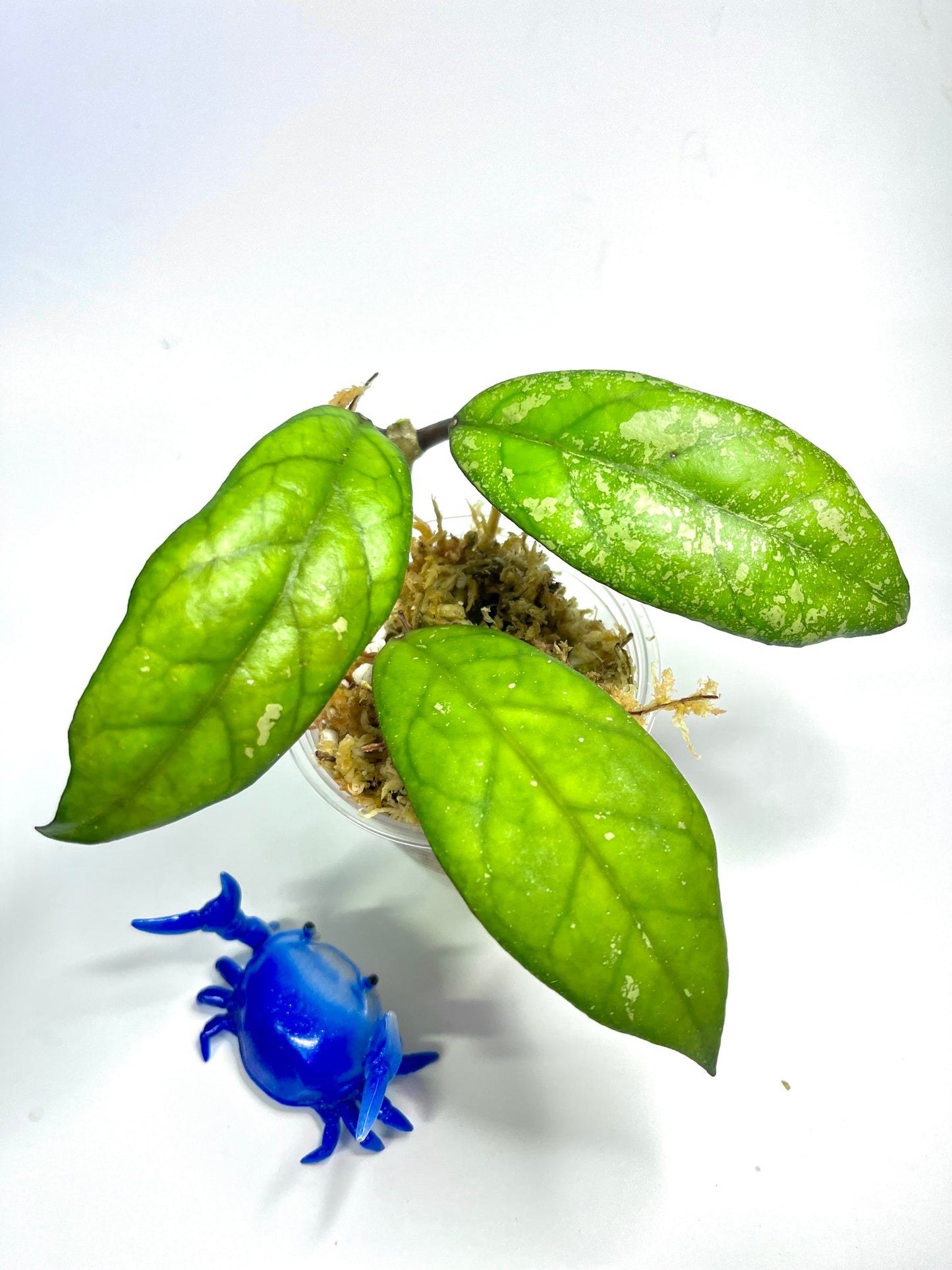 Hoya cv blessing - Unrooted