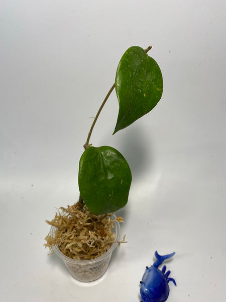 Hoya pentaphlebia - starting to root