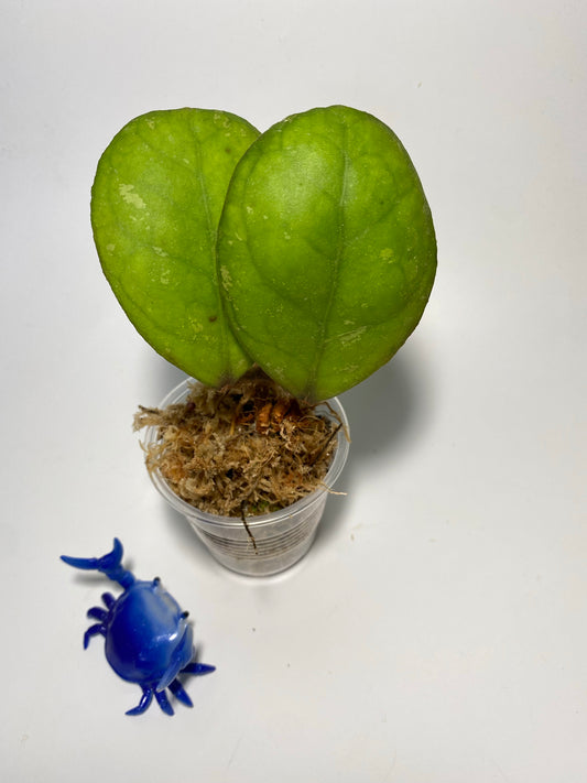 Hoya cv irina - growth point forming