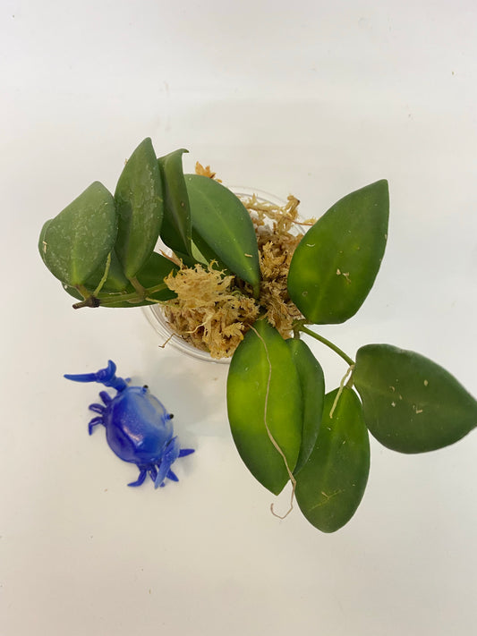 Hoya burtoniae - has some roots