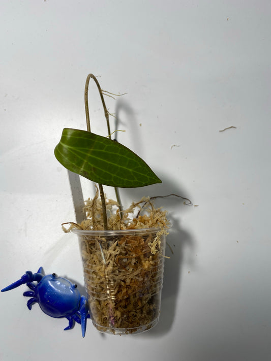 Hoya sp Philippines - Unrooted