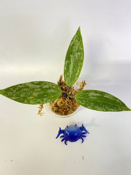 Hoya rangsan - starting to root