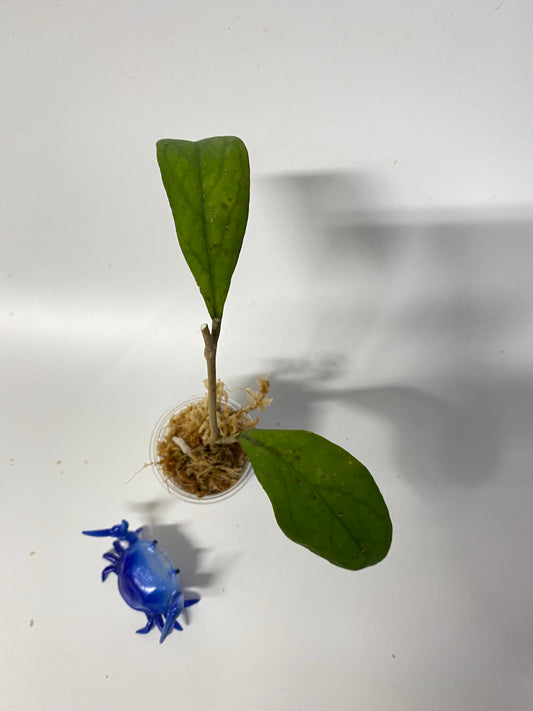 Hoya rb dick - EPC 196 - Unrooted