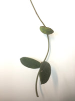 Hoya diversifolia crassipes - unrooted
