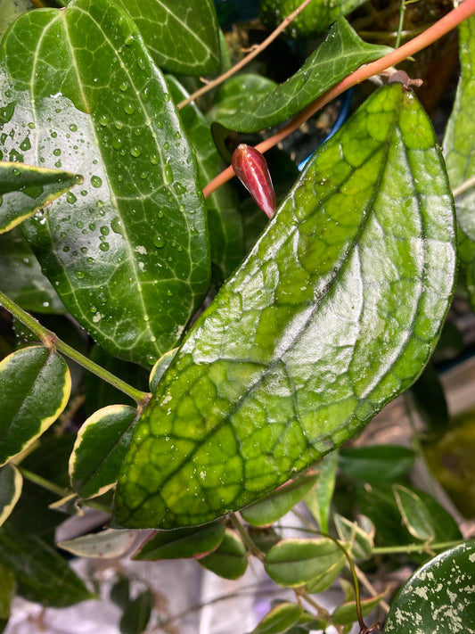 Hoya Germany - fresh 1 node cutting Unrooted