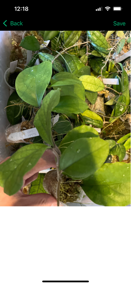 Hoya epc 1015 -  starting to root