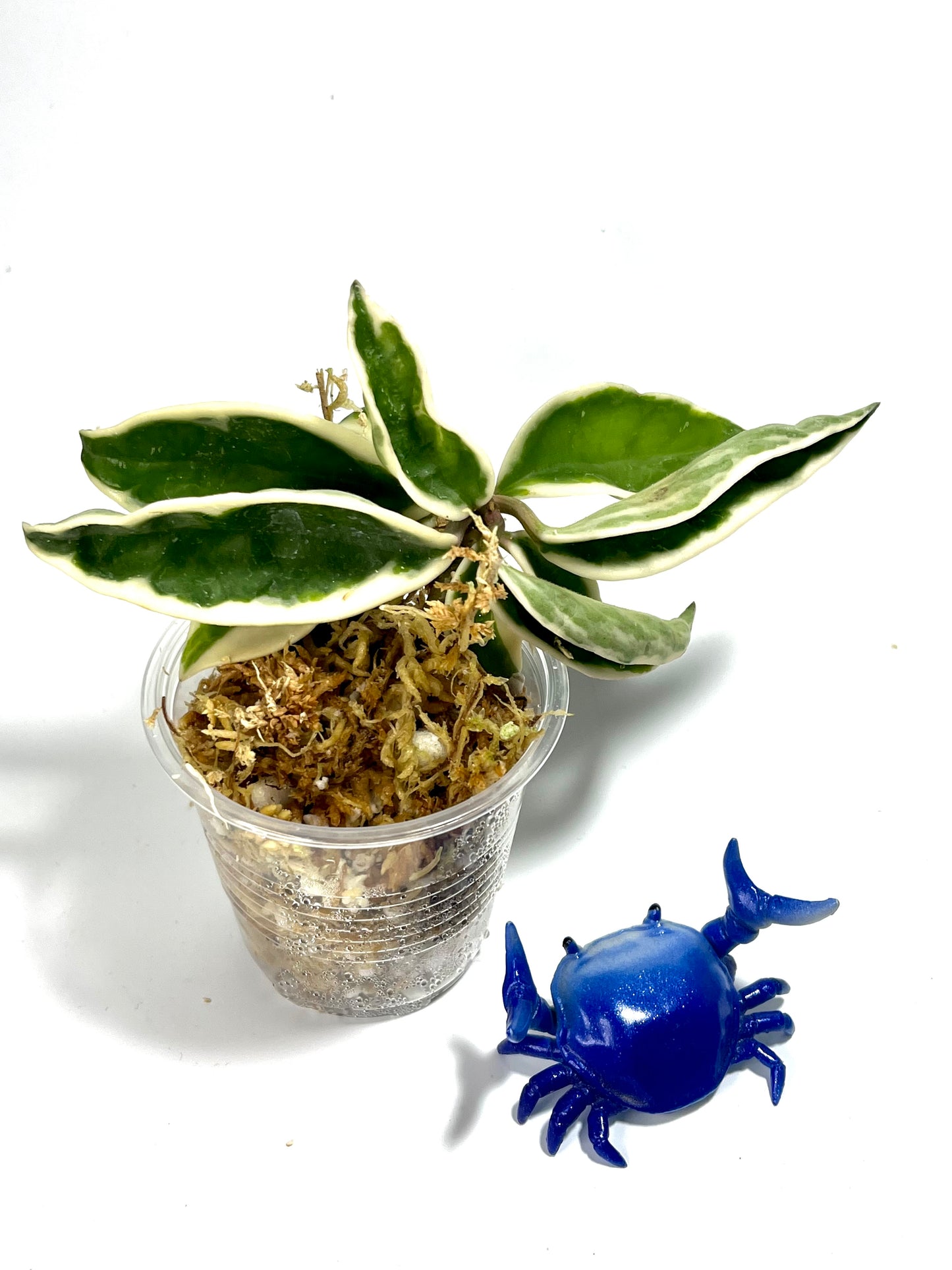 Hoya carnosa suzie Q - Unrooted