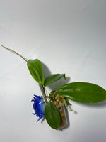 Hoya neo-ebudica - Unrooted