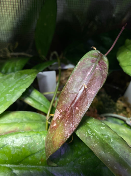 Hoya sabah GPS - 7950 - fresh cutting 1 node - Unrooted