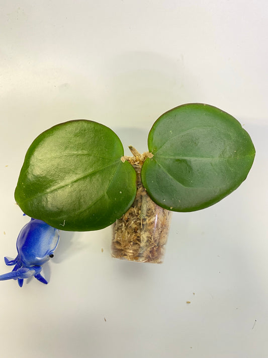 Hoya mb1414 (Christine x aldrichii) - starting to root