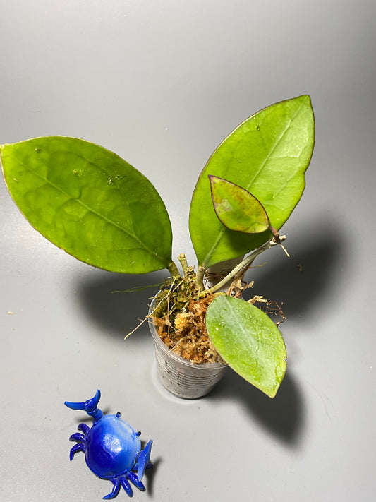 Hoya MB 1497 - (erythrina x MB 1141) - has some roots