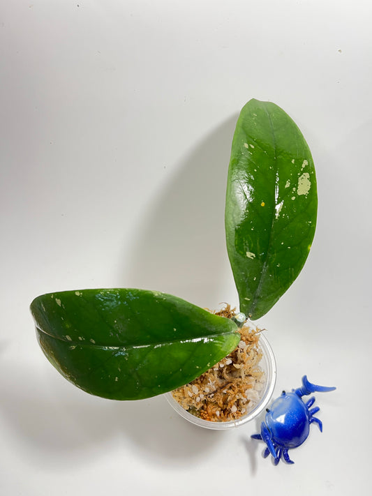 Hoya lobbii orange - Unrooted