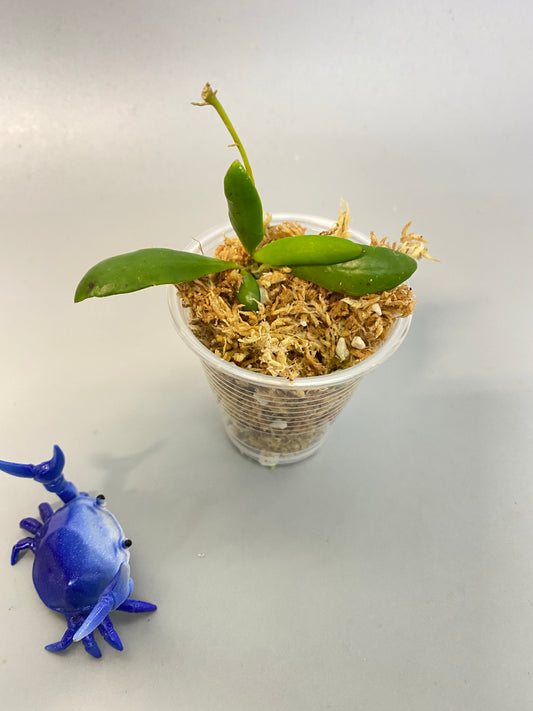 Hoya loheri - unrooted