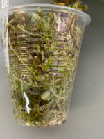 Hoya glabra with active growth