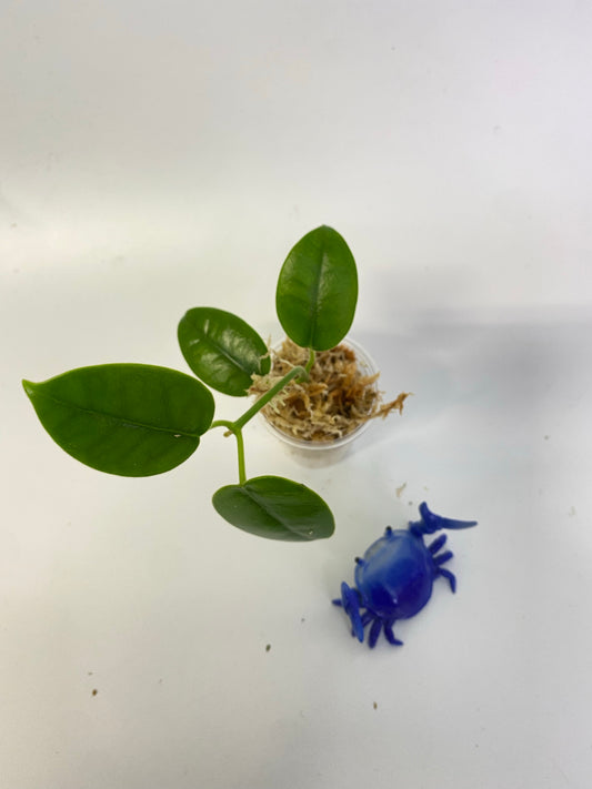 Hoya madulidii - starting to root