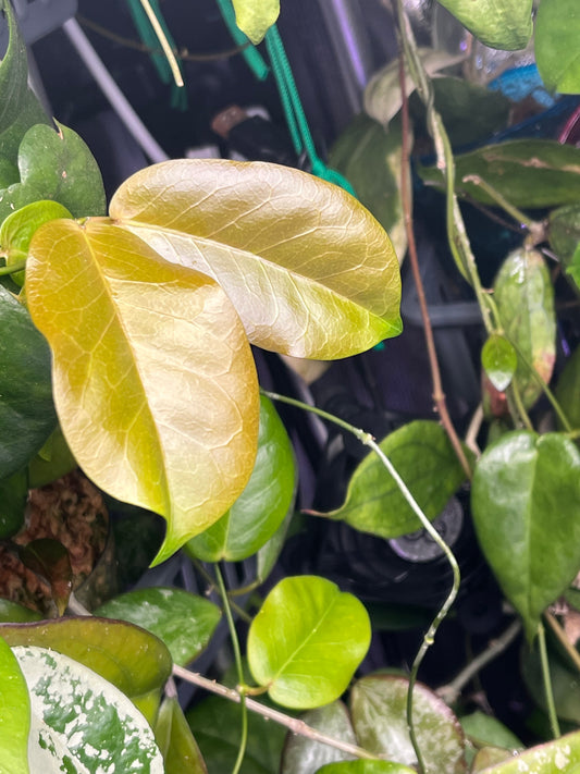 Hoya sp tenaru River - fresh cut - 1 node - Unrooted