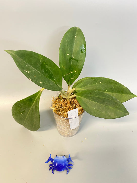 Reserved for Myanh - Hoya patcharawalai / Icensis - rooted