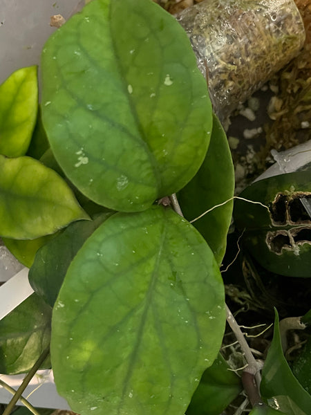 Hoya epc 1015 -  fresh cut - 2 leaves / 1 node - unrooted