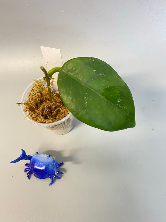 Hoya sp doi tung - active growth