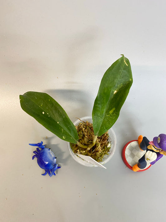 Hoya UT-030 - has some roots