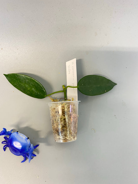 Hoya coronaria pink -has some roots