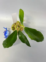 Hoya kaimuki (H macgillivrayi X H archboldiana) - has roots