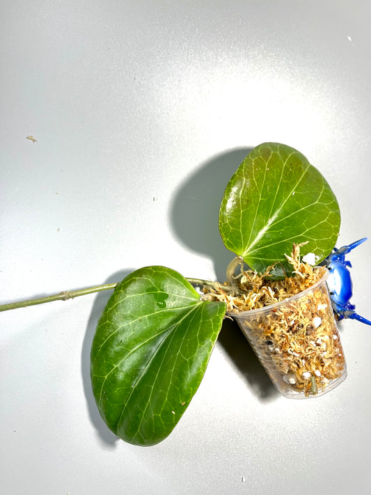 Hoya sp png sv 432 - Unrooted