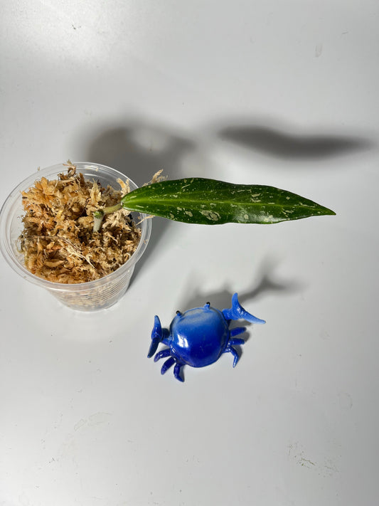 Hoya cv pascal - Unrooted