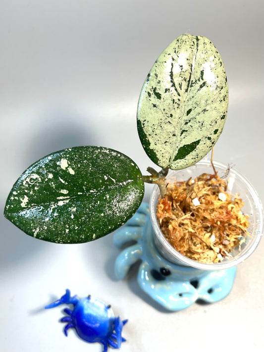 Hoya carnosa Wilbur graves (Russia) - Unrooted