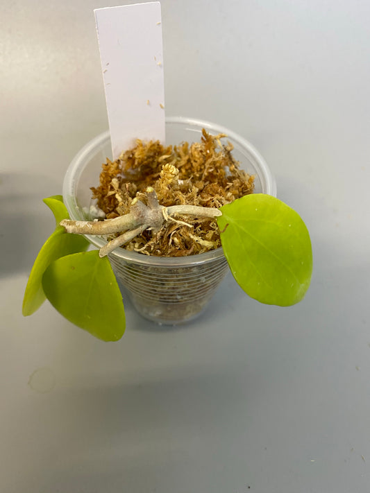 Hoya limonaica - Unrooted  cutting