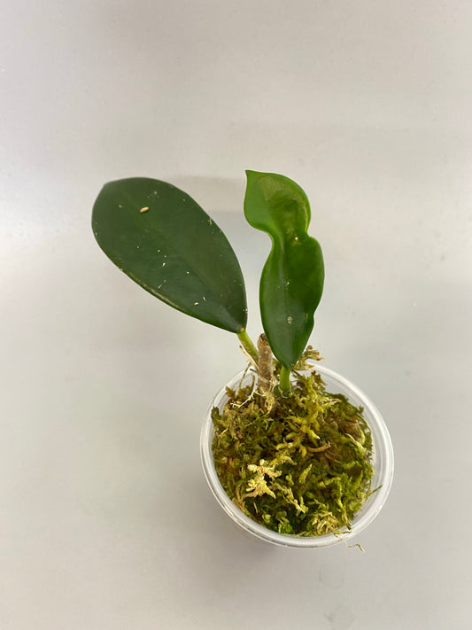 Hoya UT-036 West Timor - actively growing