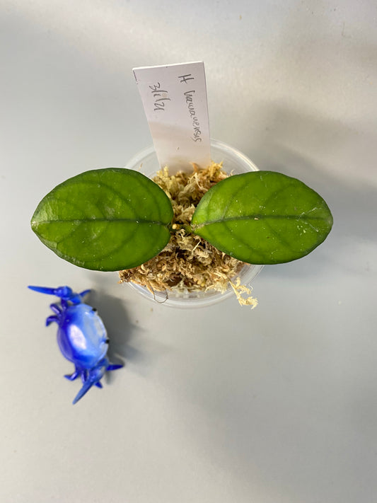 Hoya hainanensis - just starting to root. -1mm roots