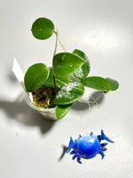 Hoya cv chouke - has some roots