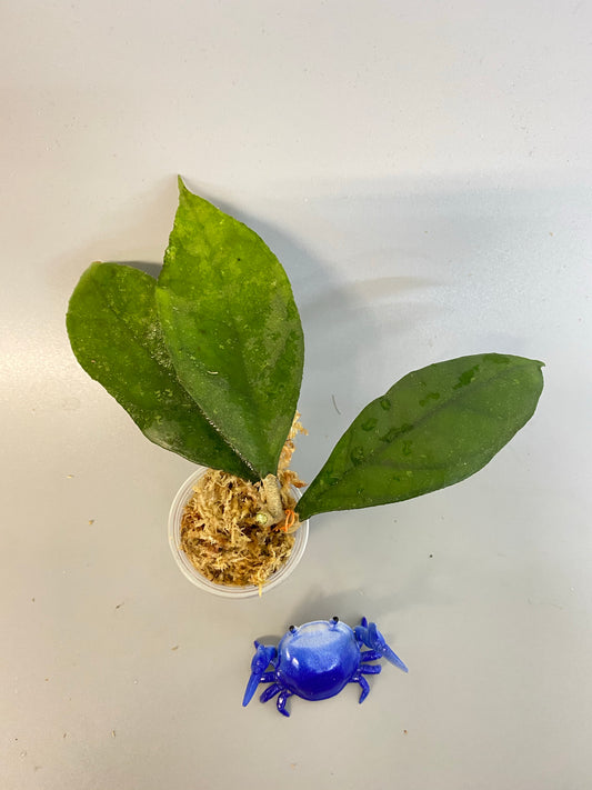 Hoya EPC 392 - aff finlaysonii type - starting to root