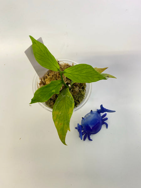 Hoya polyneura  - active growth
